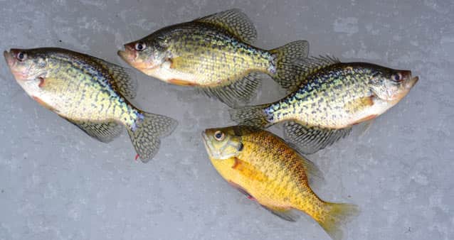 Looking Forward to Early Season Ice Fishing in Michigan