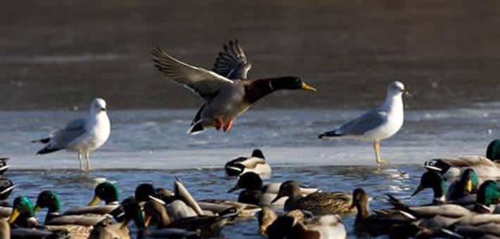 Much to Quack About: The 16th Annual Minnesota Waterfowl Symposium