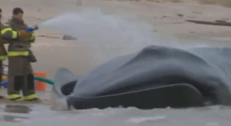 Video: Endangered Whale Found Beached in New York