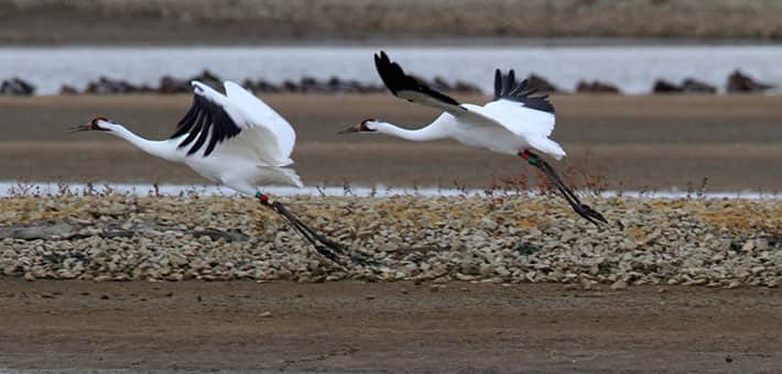 Citizen Tip Helps Close Indiana Whooping Crane Case
