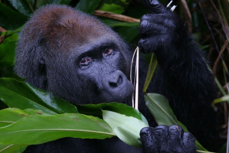 New Republic of Congo Park Protects 15,000 Gorillas