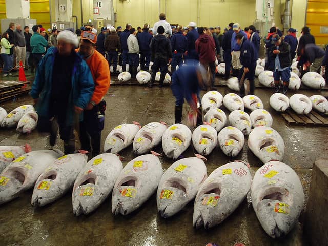 Bluefin Tuna Sells for Record $1.7 Million