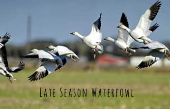 This Week on The Revolution – Late Season Waterfowl