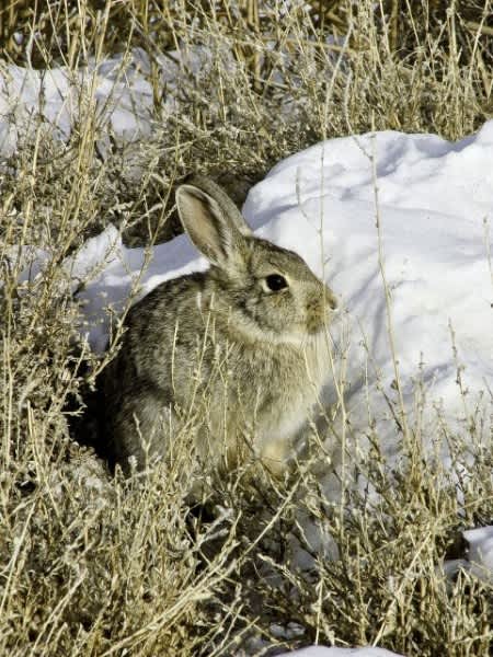 Winter is a Great Time to Hunt Cottontails in Utah