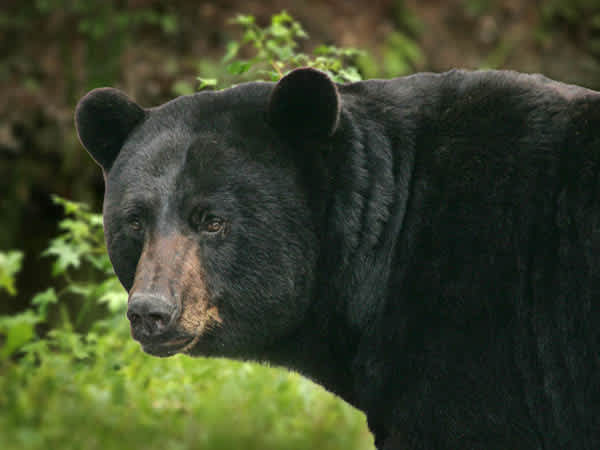 Making Your Black Bear Hunt the Trip of a Lifetime with George Flournoy