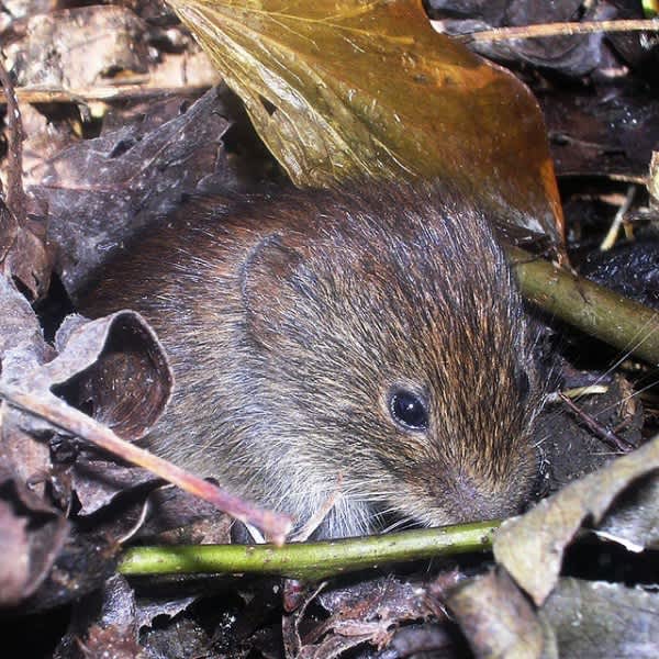 Video: Seconds After a Mouse is Released into the Wild, the Wild Takes Over