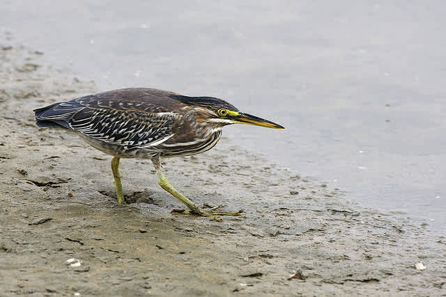 Video: Birds Use Bait to Fish Too