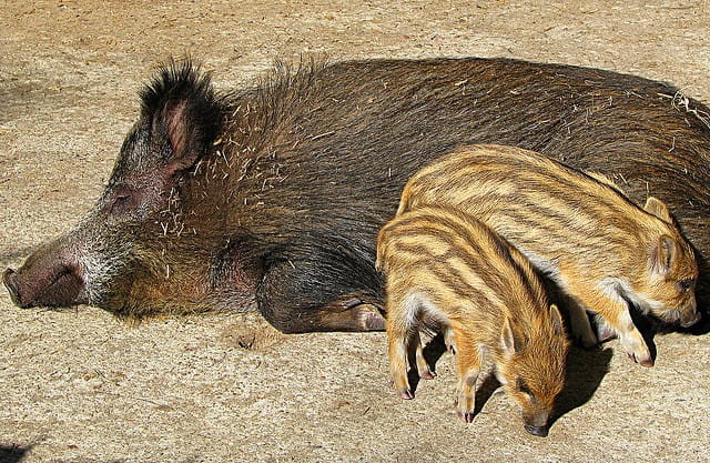 Pennsylvania to Remove Wild Boar Protection, Hoping to Eradicate the Invasive Species