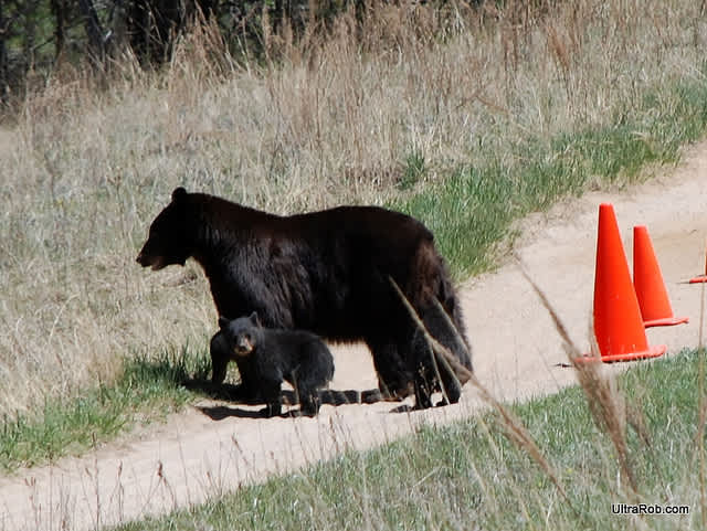 2012 Concludes as One of the Worst Years for Bear-Human Encounters in Colorado