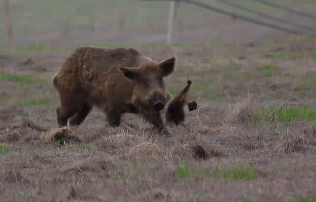 Saskatchewan to Embark on Feral Pig Study to Determine Eradication Action