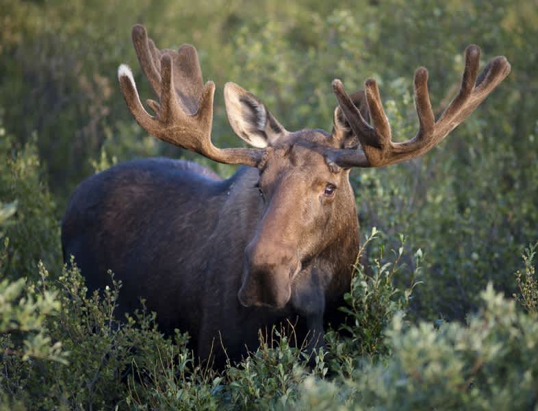 Minnesota Moose Population Declining, Conservationists and Lawmakers to Act