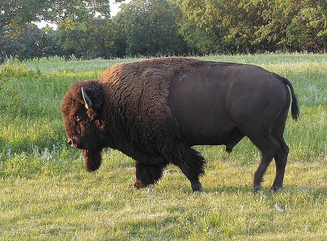 Michigan Farmer Compensated after DNR Officials Mistakingly Allow Hunter to Shoot his Bison