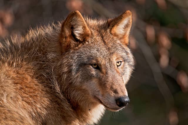 Siberian Republic Declares War on Wolves, Promises Six-figure Reward to Top Hunters