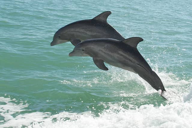Video: Better than SeaWorld–a Dolphin “Stampede”