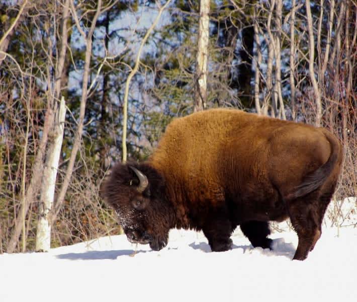 Hunters Celebrate the Wood Bison’s Return to Alaska