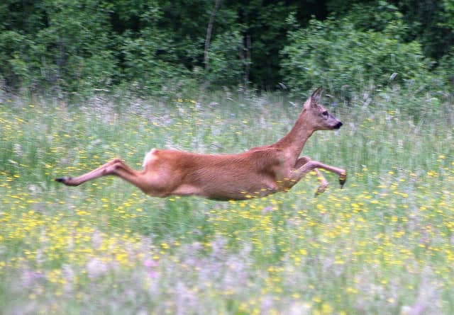 Study Shows Growing Deer Population Decreases Plant Density and Diversity