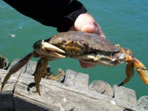 Public Comment Sought on Proposed Changes to California Dungeness Crab Trap Limit Regulations