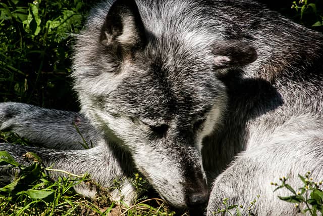 Second Russian Republic Declares Open Season on Wolves