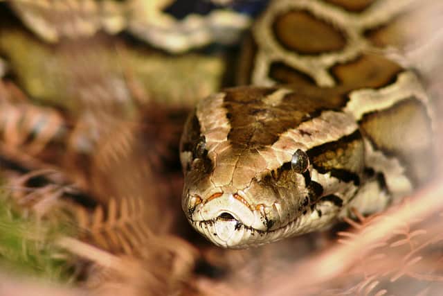 Hundreds Register for Florida’s Python Hunt Contest Beginning January 12