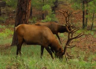 Challenging Elk Hunts Offered for Fall Hunting Season near Flagstaff, Arizona