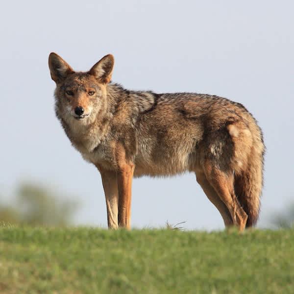 Consider the Coyote