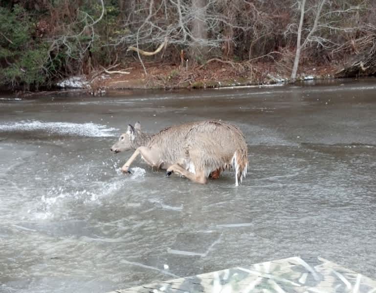 DNREC Officers Rescue Deer That Had Fallen Through Ice in Delaware