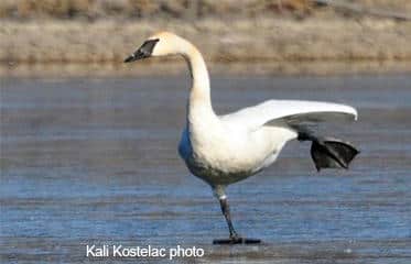Migrating Trumpeter Swans are an Impressive Sight in Kansas