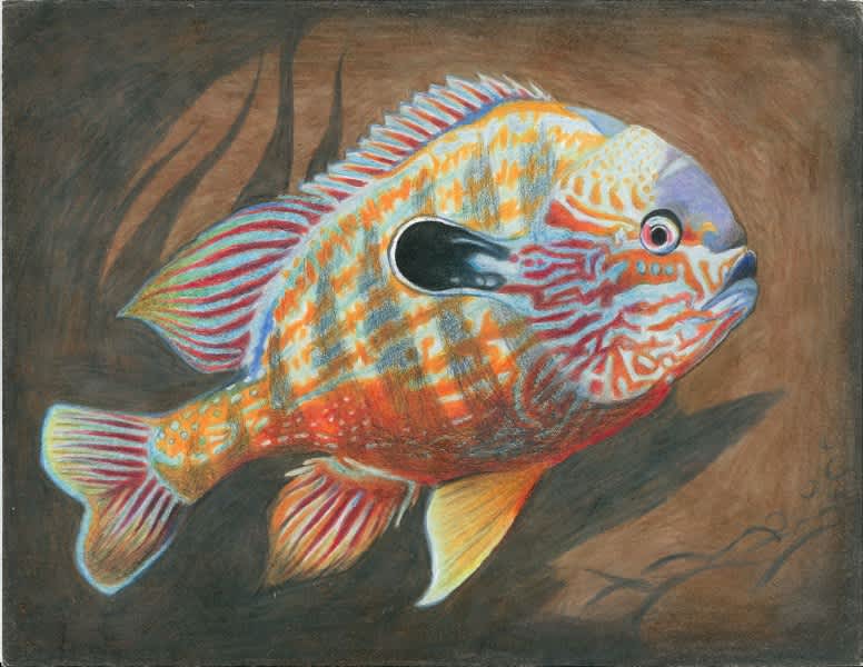 Texas Annual Fish Art Contest Deadline Announced