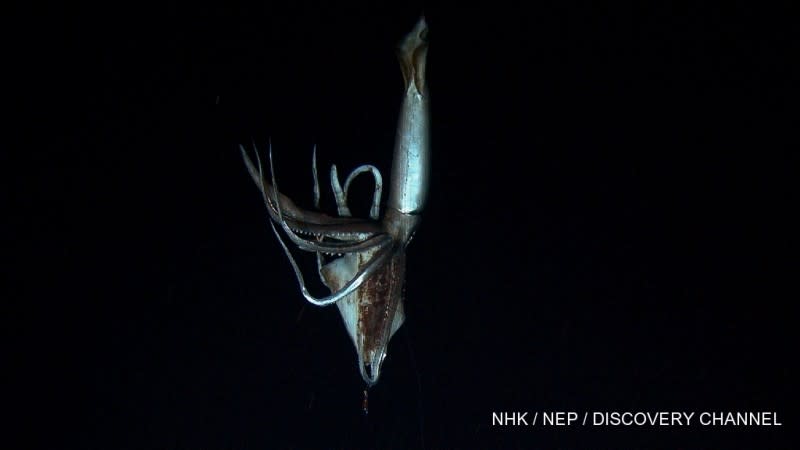 Mysterious Giant Squid Captured on Film in Its Natural Habitat