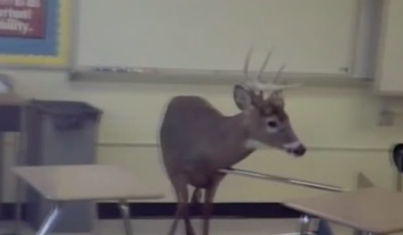 When Whitetails Invade: Teacher Tranquilizes Deer in Classroom, Home Invasion by Deer Family