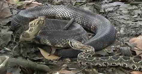 Video: Cottonmouth vs Rattlesnake–Winner Eats Dinner