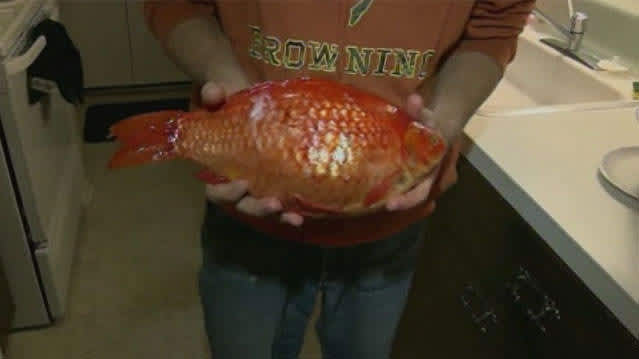 Michigan Man Catches Rare Giant Goldfish