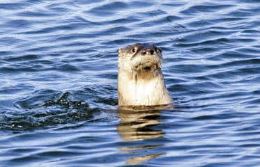 Trappers Reach Season Quota on Otters