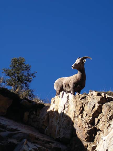 Wild Sheep Foundation Convention Returns to Reno, Nevada Jan. 31-Feb. 2