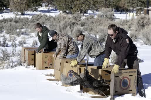 Wild Turkeys Relocated from South Dakota to Utah