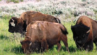 Railroading an Icon: Protecting Montana’s Wild Buffalo