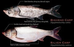 Ky Fish and Wildlife News: Department Seeks Input on Limiting Asian Carp Spread