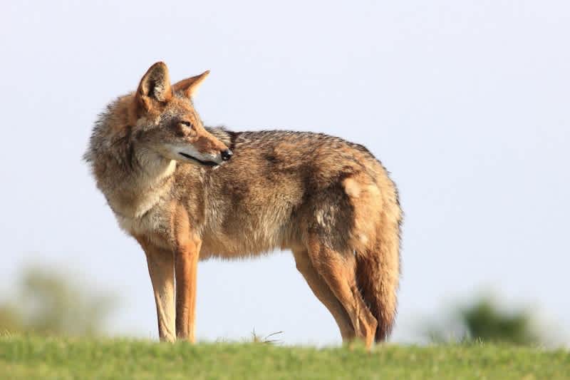 New Mexico Coyote Competition Draws Bill to Outlaw Hunting Contests