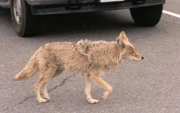 Illinois Homeowner Defends Dogs from Coyotes