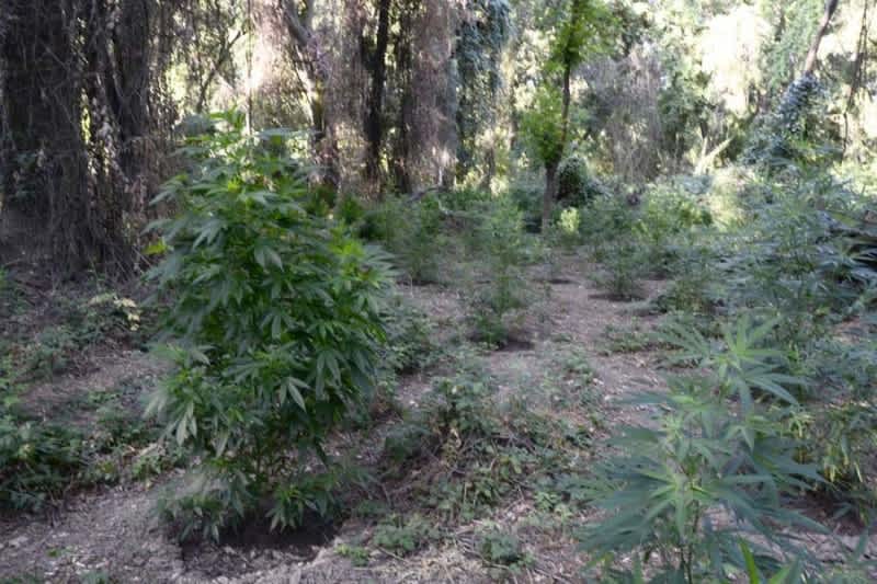 California Man Sentenced for Growing Marijuana in Cosumnes Wildlife Preserve