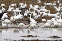 Answers about Arkansas’ Snow Goose Conservation Order