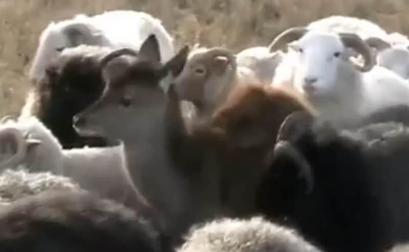 Baby Deer Thinks it’s a Lamb, Taken in by Flock of Sheep