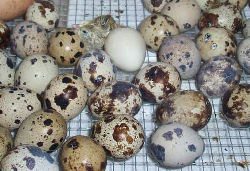 Survival-savvy Quail Dress Eggs Up in Camo