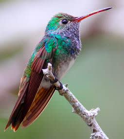 U.S. Fish and Wildlife Service Proposes to List Hummingbird as Endangered