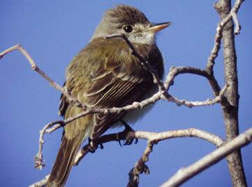 FWS Expands Critical Habitat for Recovery of Southwestern Willow Flycatcher