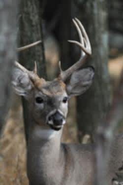 Kentucky Posts Record Deer Harvest for 2012-13 Season