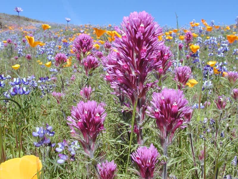 Wildflower Tours Scheduled at California’s North Table Mountain Ecological Reserve