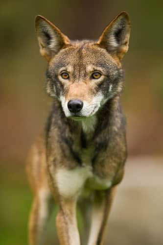 Reward Offered for Investigation Assistance Relating to South Carolina Red Wolf Death