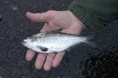 Kentucky’s Corinth Lake to Temporarily Close for Shad Eradication Project