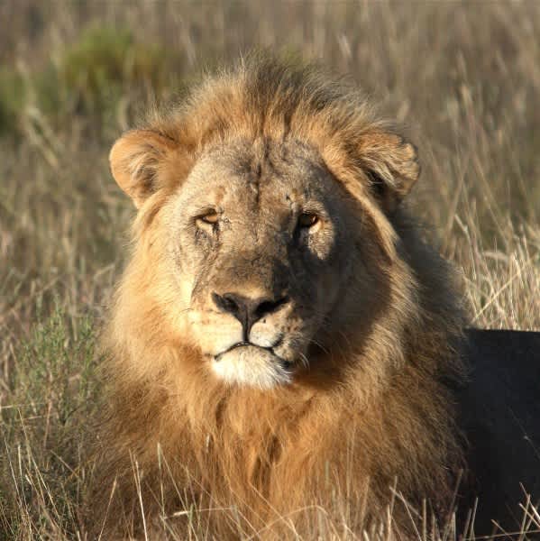 Safari Industry Pledges Support for DSC Lion Policy